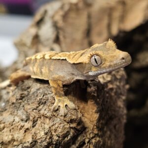 Baby Crested Gecko (Correlophus ciliatus)