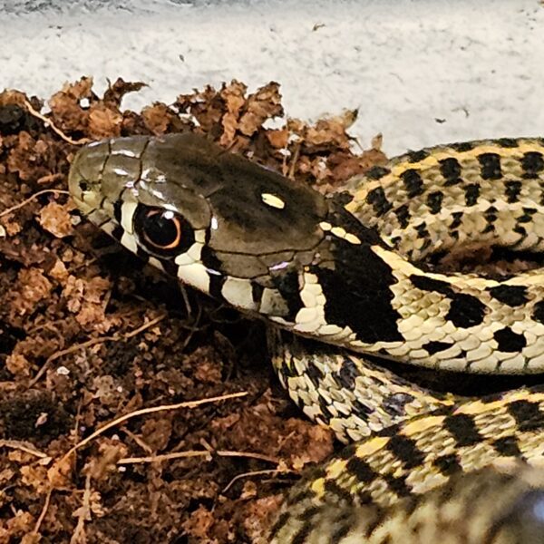 Checkered Garter Snake (Thamnophis marcianus)