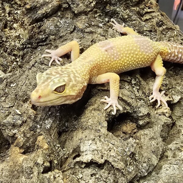 Imperfect Hybino Leopard Gecko (Eublepharis macularius)