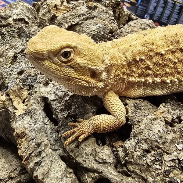 Rankin Dragon (Pogona henrylawsoni)