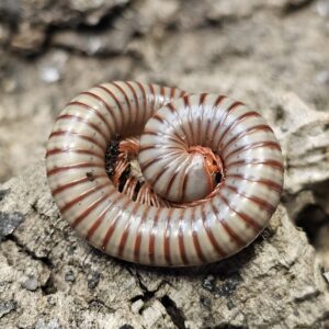 Thai Rainbow Millipede (Atopochetus caudulanus)