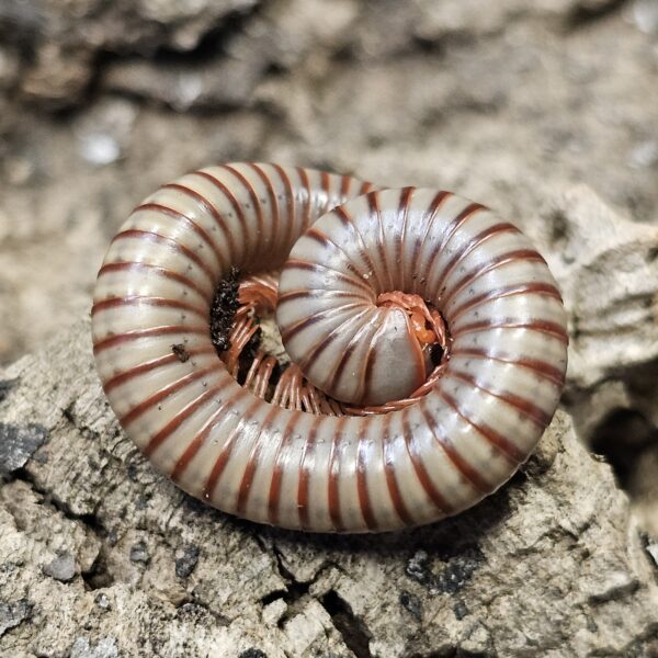 Thai Rainbow Millipede (Atopochetus caudulanus)