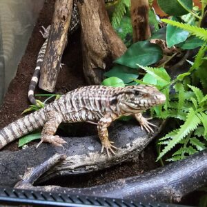 Devil Line Red Tegu (Salvator rufescens)