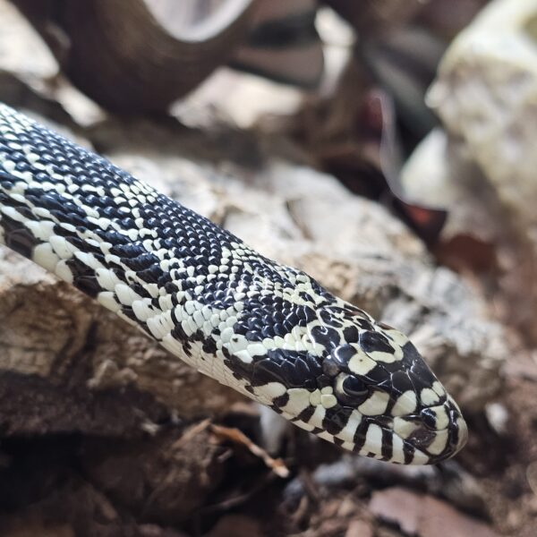 Kankakee Bull Snake (Pituophis catenifer sayi)