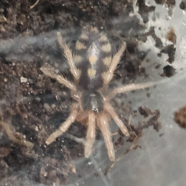 Pumpkin Patch Tarantula (Hapalopus formosus)