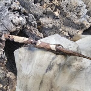 Guadeloupe Stick Insect (Lamponius guerini)