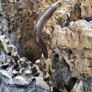 Cameroon Rosy Legged Millipede (Mardonius parilis parilis)