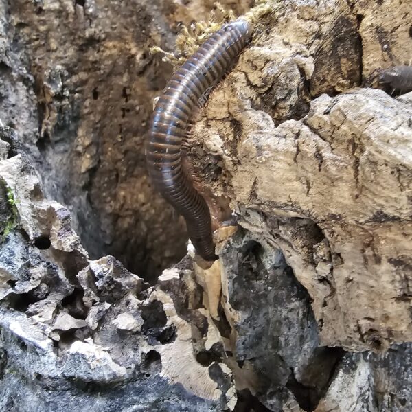 Cameroon Rosy Legged Millipede (Mardonius parilis parilis)