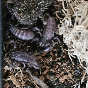Asian Forest Scorpion (Heterometrus spinifer)