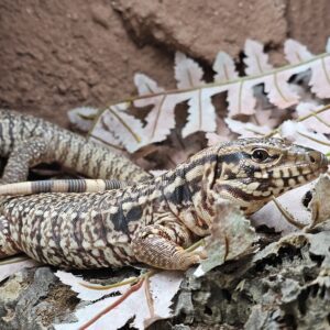 Devil Line Red Tegu (Salvator rufescens)