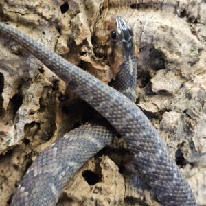 Banded water Snake (Nerodia fasciata)