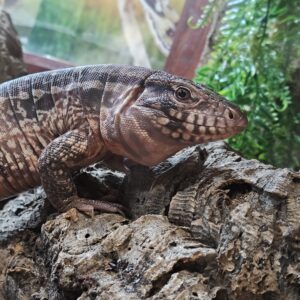 Devil Line Red Tegu (Salvator rufescens)