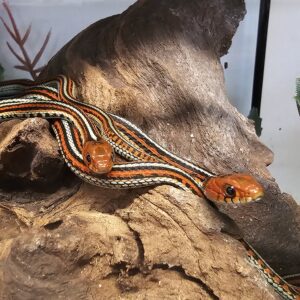 San Fransisco Garter Snake (Thamnophis sirtalis tetrataenia)