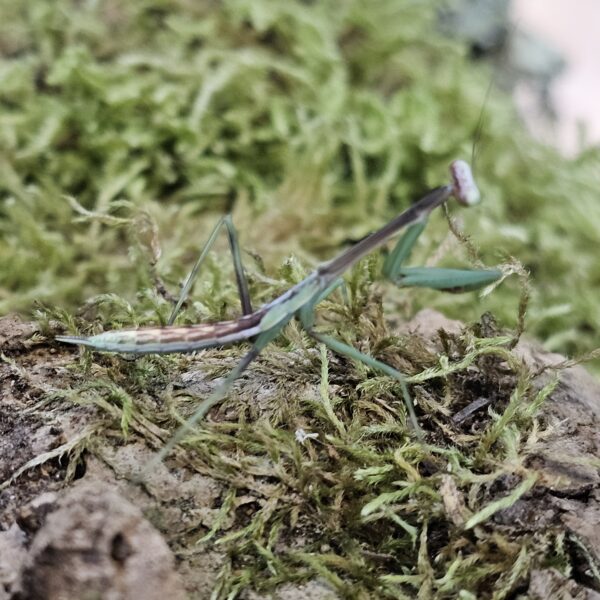 Peruvian Mantis (Oxyopsis peruviana)