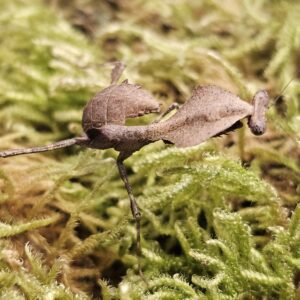 Vietnamese Dead Leaf Mantis (Deroplatys gorochovi)