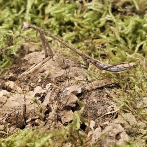 Vietnamese Twig Mantis (Phasmonotella nuichuana)