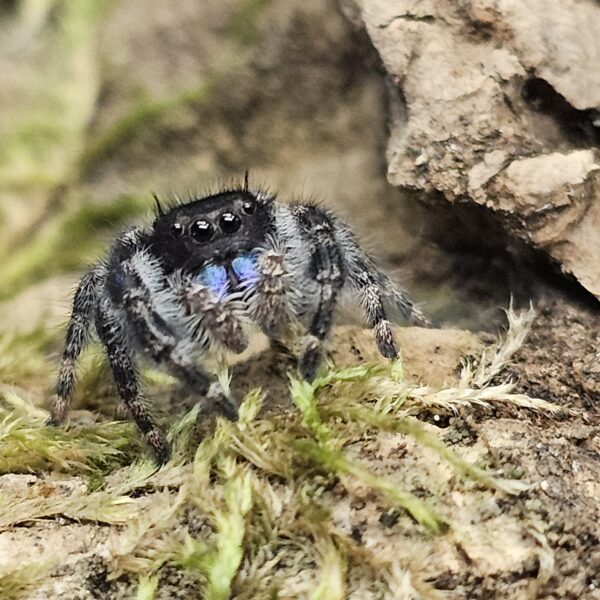 Bold Jumping Spider Pryor mountain orange form (Phiddipus audax)