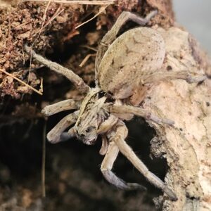 Egyptian Wolf Spider (Lycosidae sp.)