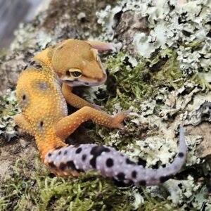 Tangarine Leopard Gecko (Eublepharis macularius)