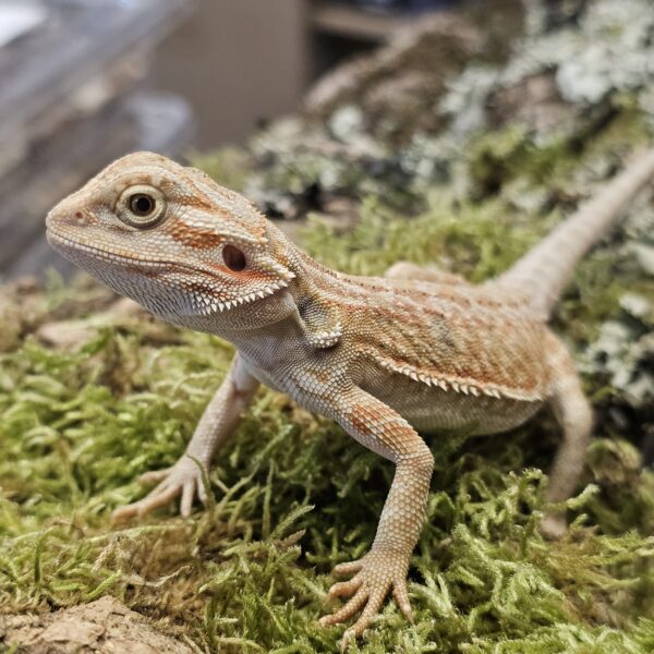 Leatherback Bearded Dragon (Pogona vitticeps)