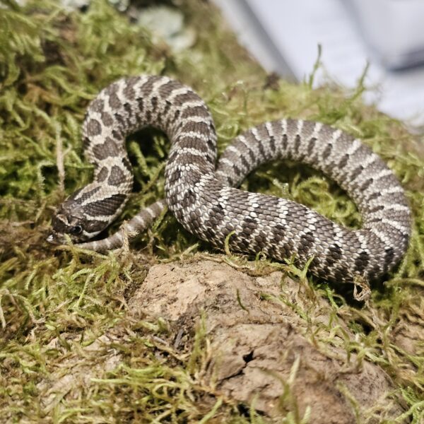 Axanthic Western Hognose (Heterodon nasicus)