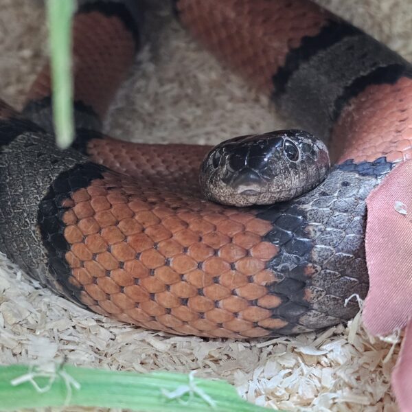 male Grey Banded King Snake (Lampropeltis alterna)