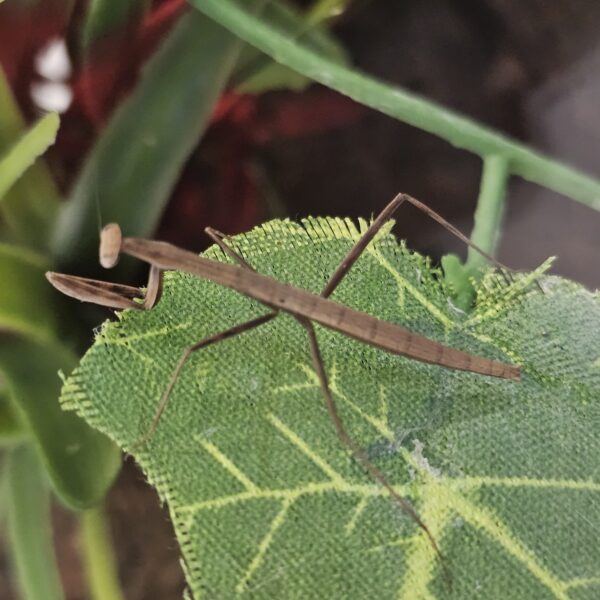 Indian Giant Mantis (Deiphobe sp. 'India')