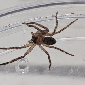 Lightening Huntsman (Heteropodra lunula)