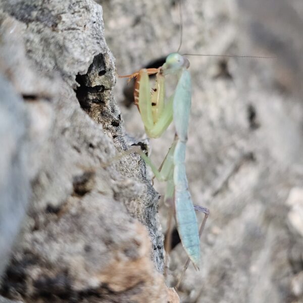 Asian Shield Mantis (Rhombodera latipronotum)