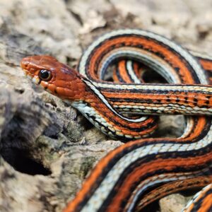 San Fransisco Garter Snake (Thamnophis sirtalis tetrataenia)
