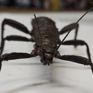 Giant Spiny Stick Insect (Eurycantha sp.)