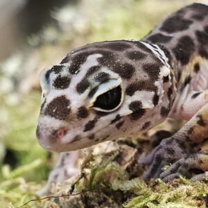West Indian Leopard Gecko (Eublepharis fuscus)