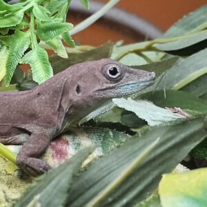 Jamaican Turquoise Anole (Anolis grahami)