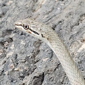 Schokari Sand Snake (Psammophis schokari)