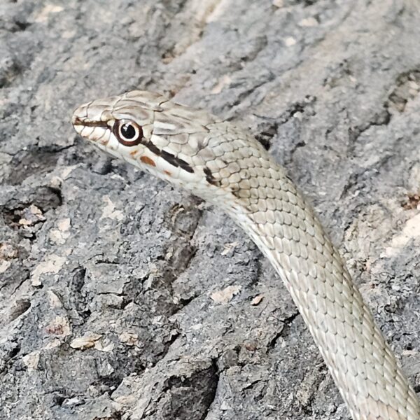 Schokari Sand Snake (Psammophis schokari)