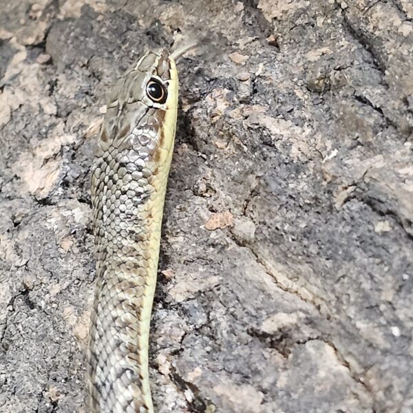 Hissing Sand Snake (Psammophis sibilans)