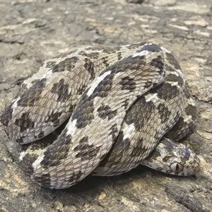 African Egg Eating Snake (Dasypeltis scabra)