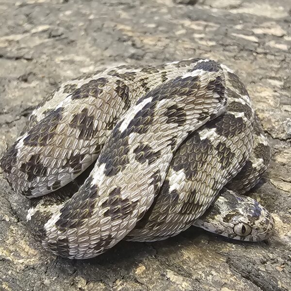 African Egg Eating Snake (Dasypeltis scabra)