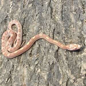 Amel Motley Corn Snake (Pantherophis guttatus)