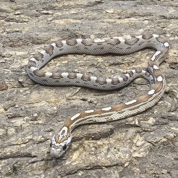 Caramot Corn Snake (Pantherophis guttatus)