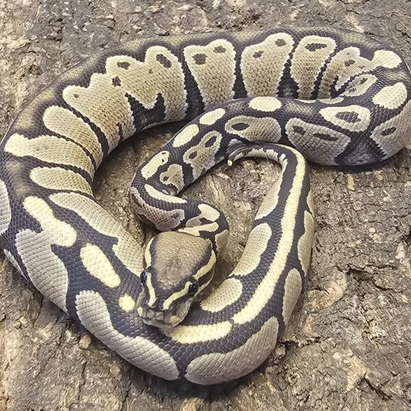 Royal Python (Python regius)