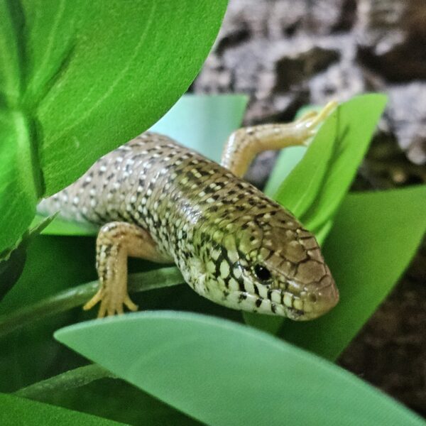 Occellated Skink (Chalcides occellatus)