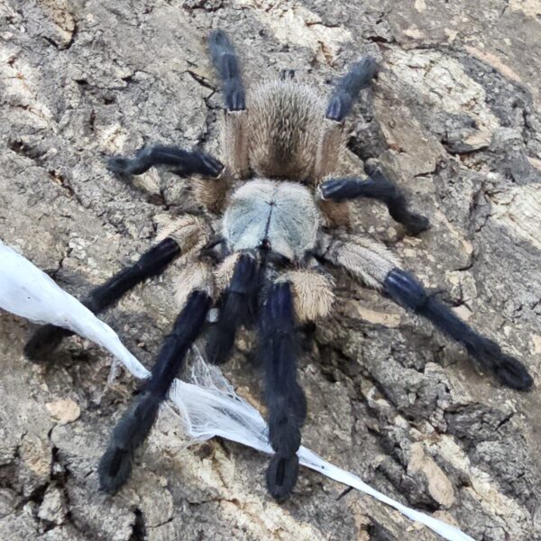 Socotra Island Blue Baboon Tarantula (Monocentropus balfouri)