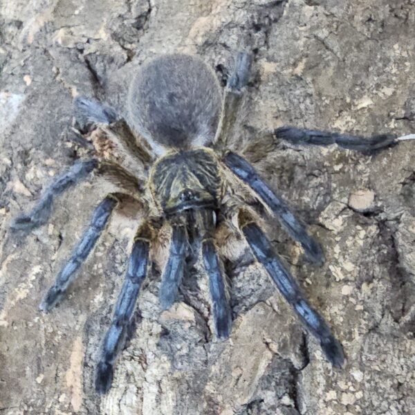 Golden Blue Leg Baboon Tarantula (Harpactiria pulchripes)
