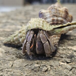 Hermit Crab (Coenobita sp.)