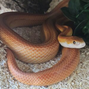Adult Female Amel Stripe Corn Snake (Pantherophis guttatus)