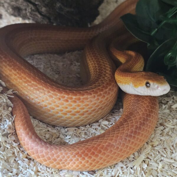 Adult Female Amel Stripe Corn Snake (Pantherophis guttatus)