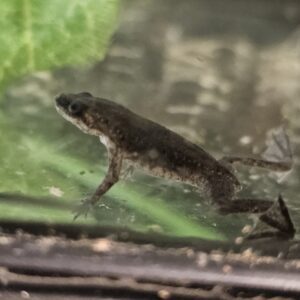 African Dwarf Clawed Frog (Hymenochirus sp.)