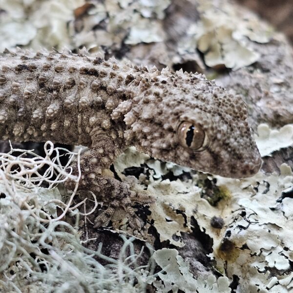 Moorish Gecko (Tarentola mauritanica)