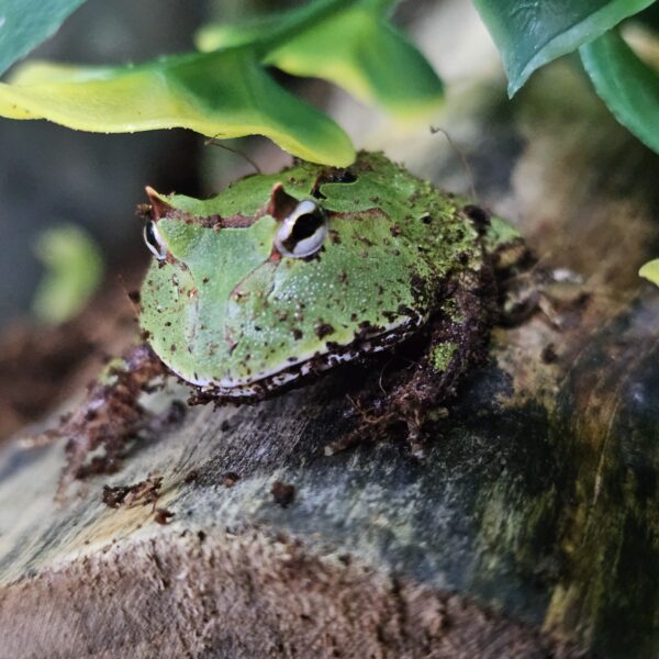 Surinam Horned Frog (Ceratophrys cornuta)